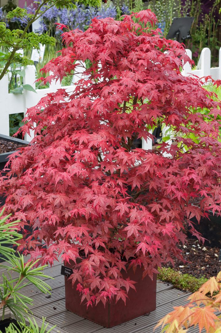 Érable Du Japon 'Deshôjô' – Jardiland encequiconcerne Lanterne Japonaise Jardiland