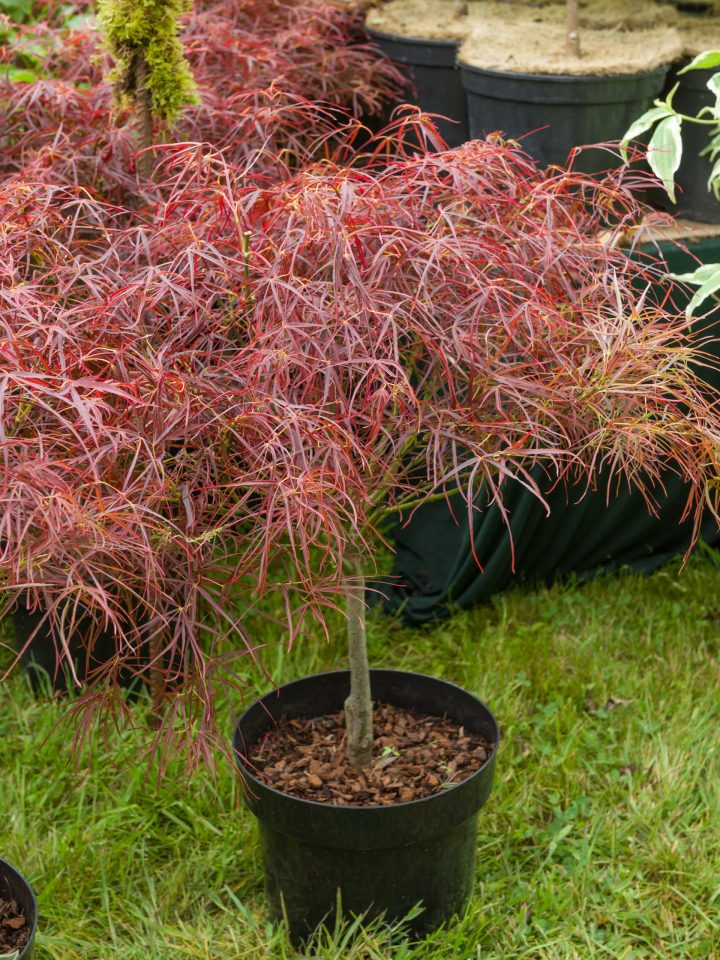 Érable Du Japon 'Red Pygmy' – Jardiland à Lanterne Japonaise Jardiland