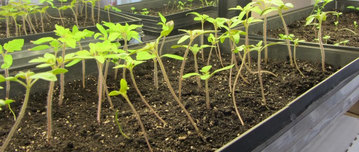 Partir Ses Propres Semis Pour Son Jardin | Les Trappeuses destiné Serre Intérieur Canadian Tire Partir Ses Propres Semis Pour Son Jardin | Les Trappeuses destiné Serre Intérieur Canadian Tire