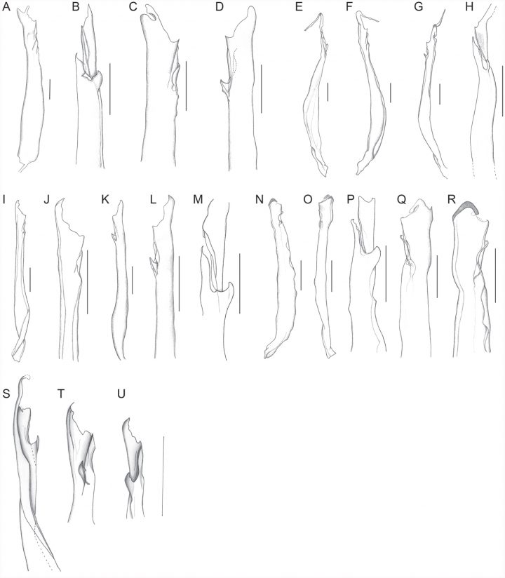 Systematic Revision Of The Neotropical Club-Tailed Scorpions à Huber Tayrona