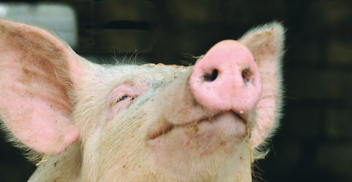 schwein mit apfel im mund