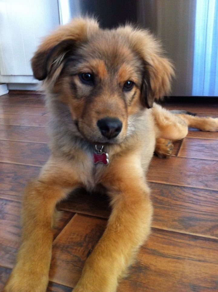 golden shepherd welpen golden shepherd welpen