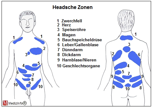 headsche zone leber headsche zone leber