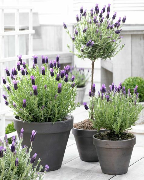 welcher lavendel für bienen