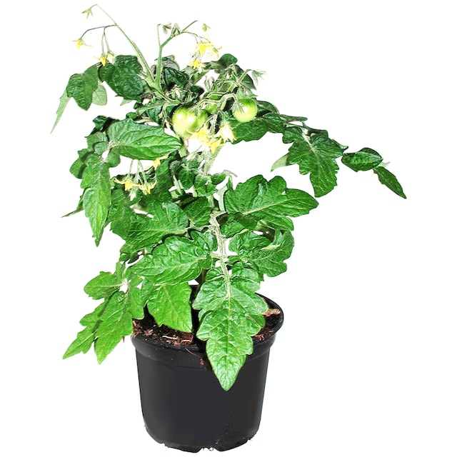 gartenpflanze 6 buchstaben gartenpflanze 6 buchstaben