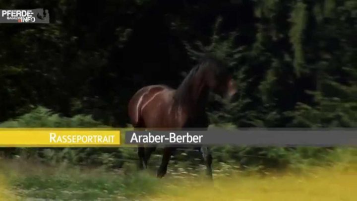 mantelumhang der araber