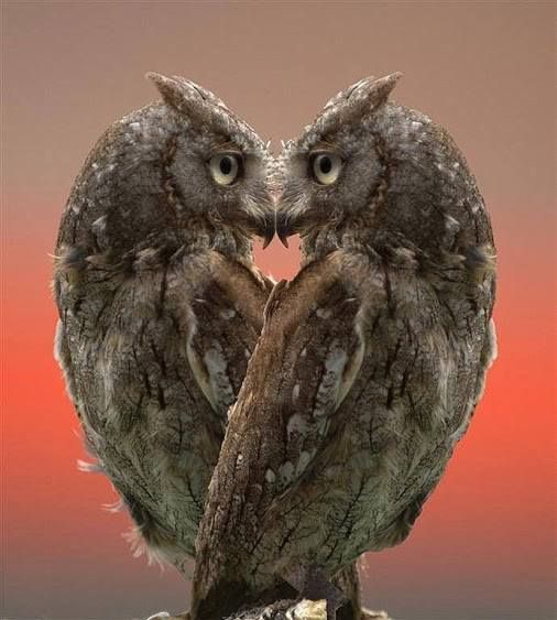 from owl with love