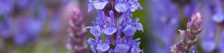 blüten salbei blau blüten salbei blau