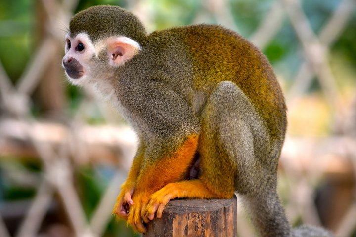 totenkopf toilette preis totenkopf toilette preis