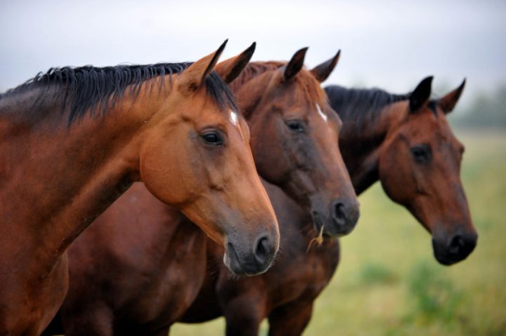 wie macht das pferd wie macht das pferd