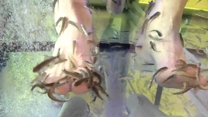 die großen fische fressen die kleinen die großen fische fressen die kleinen