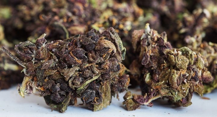 cbd purple haze cbd purple haze