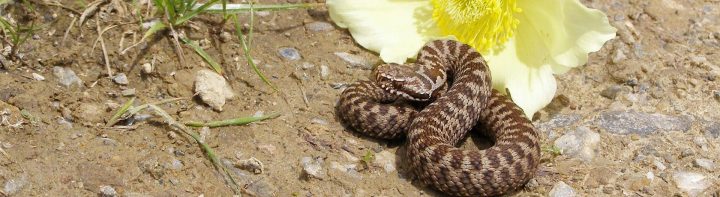 kreuzotter biss katze kreuzotter biss katze