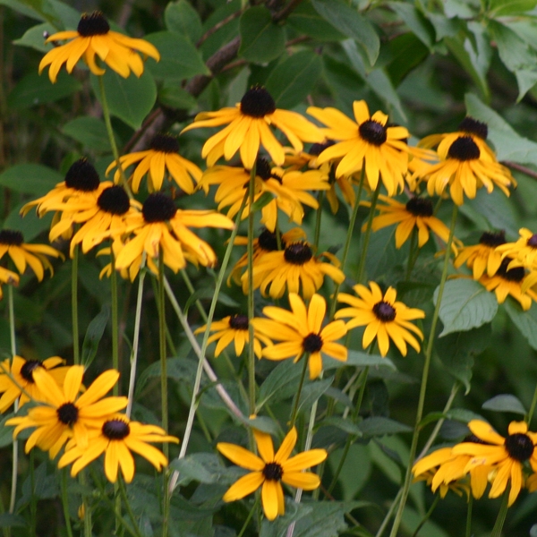 gartenstaude gelbe blüten gartenstaude gelbe blüten