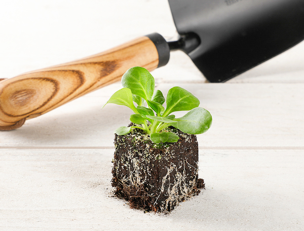 bio setzlinge kaufen bio setzlinge kaufen