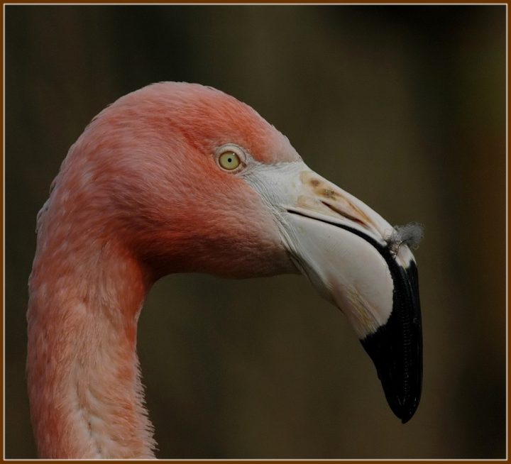 schwarz graue feder bedeutung schwarz graue feder bedeutung