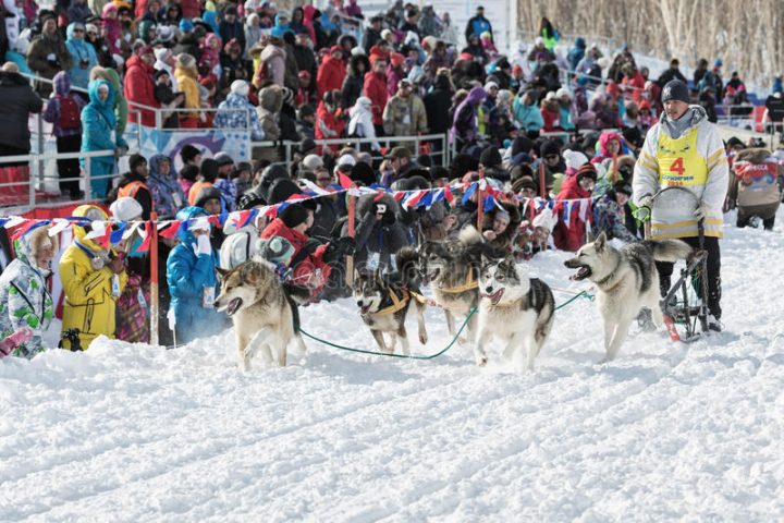hundeschlitten der tschuktschen hundeschlitten der tschuktschen