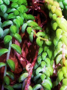 sukkulente verliert blätter