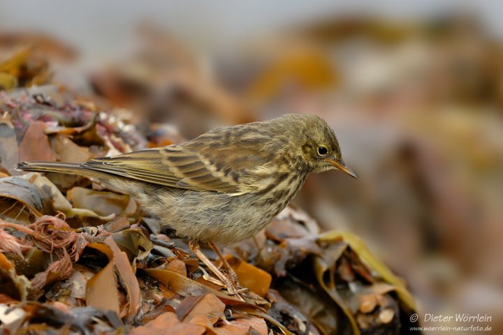 stelzen und pieper stelzen und pieper