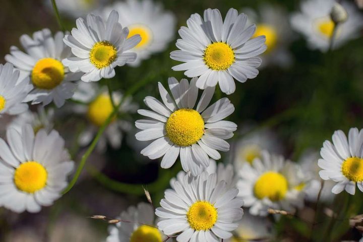gänseblümchen bellis perennis