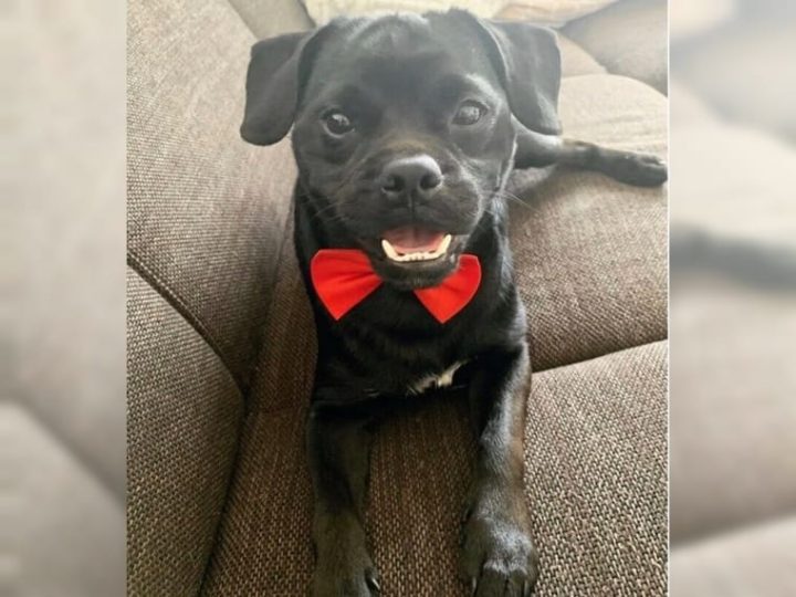 pudel französische bulldogge mix pudel französische bulldogge mix