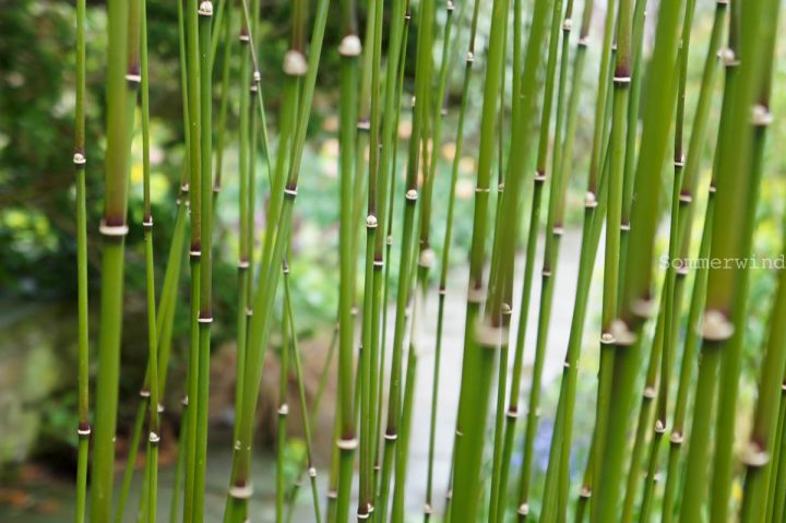 japanischer schachtelhalm wird braun japanischer schachtelhalm wird braun