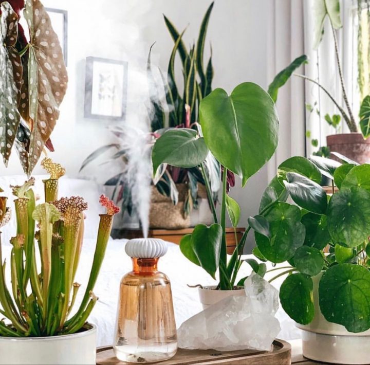 Atmofix Plant Setup | Plants, Humidifier, Houseplants concernant Atmostick Atmofix Plant Setup | Plants, Humidifier, Houseplants concernant Atmostick