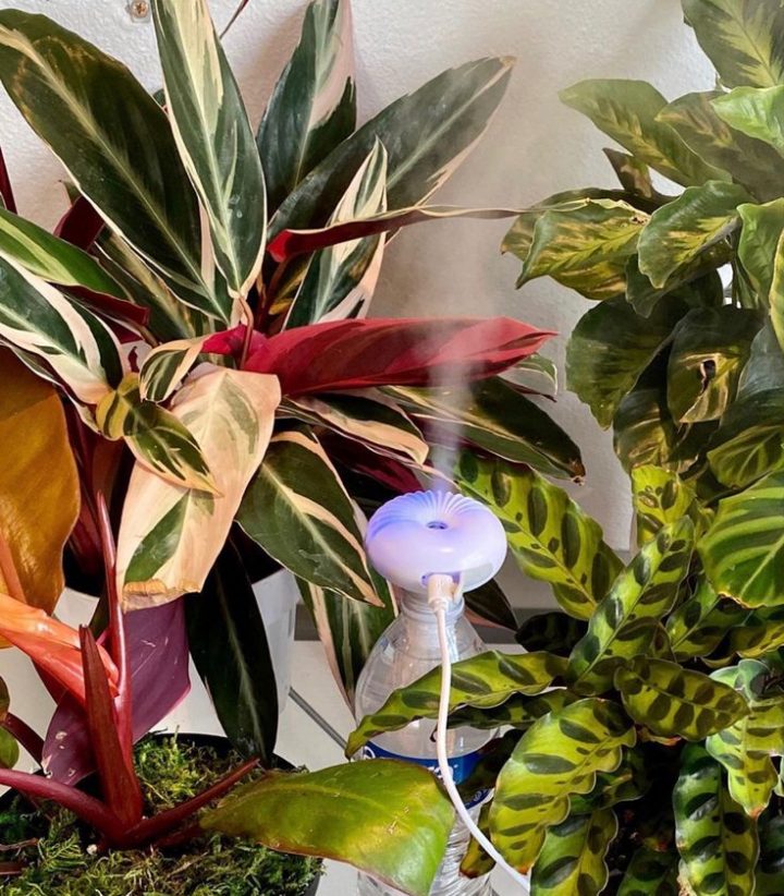 Atmostick | Watering Globe, Better Living, Common Cold avec Atmostick Atmostick | Watering Globe, Better Living, Common Cold avec Atmostick