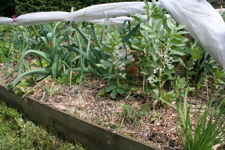 Créer Un Potager En Carrés – Les Conseils De Jardin De Vavou serapportantà Carré Potager Noisetier Tressé Créer Un Potager En Carrés – Les Conseils De Jardin De Vavou serapportantà Carré Potager Noisetier Tressé