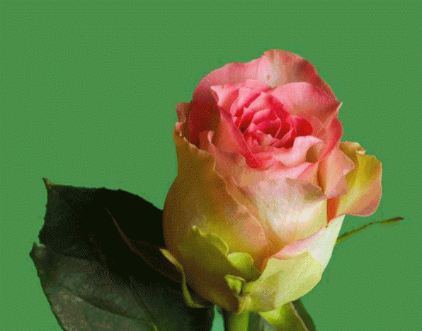 Gifs Roses: Eclosion destiné Rideau Qui S&#039;Ouvre Gif