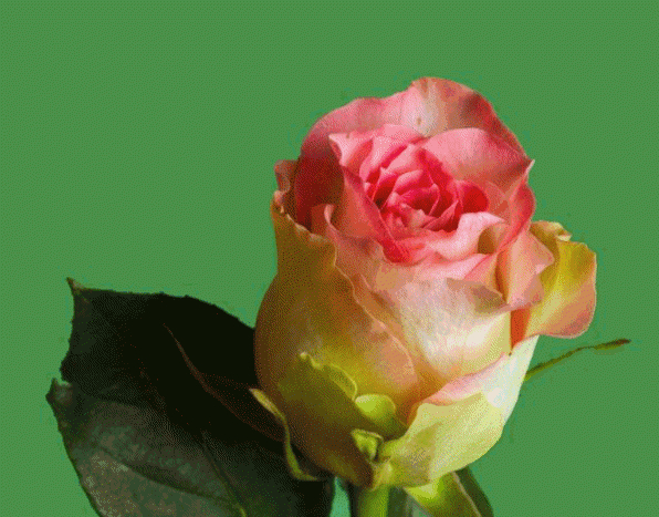 Gifs Roses: Eclosion destiné Rideau Qui S'Ouvre Gif Gifs Roses: Eclosion destiné Rideau Qui S'Ouvre Gif