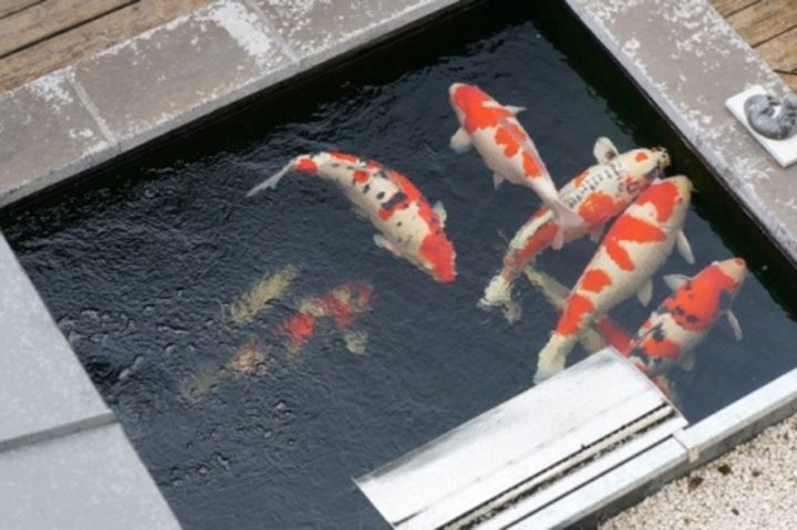 Présentations Des Bassins Pour Concours. concernant Bassin De Jardin Préformé 2000 Litres