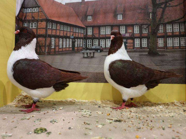 strasser tauben zu verkaufen strasser tauben zu verkaufen