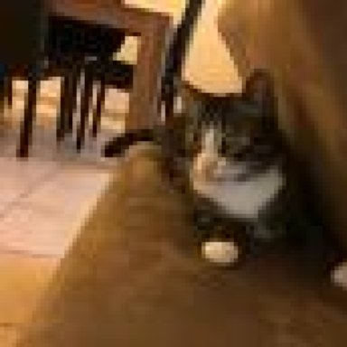 katze torkelt wie betrunken