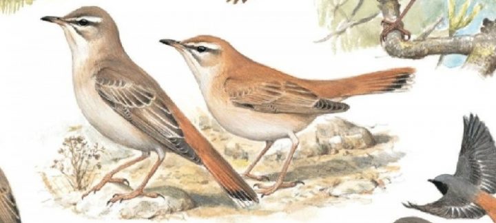 welcher vogel bin ich