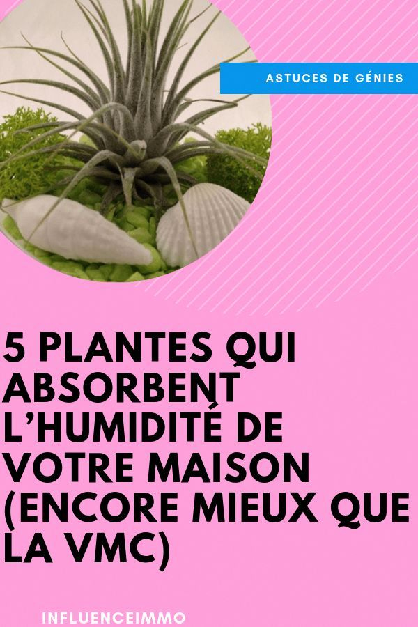 5 Plantes Qui Absorbent L'Humidite De Toutes Les Pieces tout Canac Minie Serre