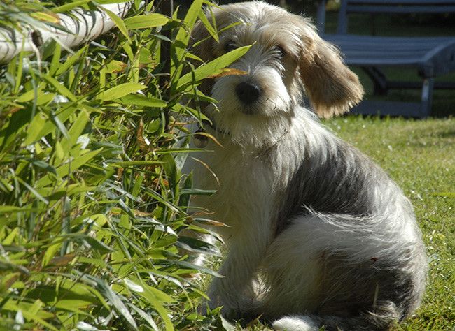 Choisir Et Accueillir Un Petit Chien À La Maison avec Toilettage Caniche Soi Meme Avec Clipper Video Choisir Et Accueillir Un Petit Chien À La Maison avec Toilettage Caniche Soi Meme Avec Clipper Video