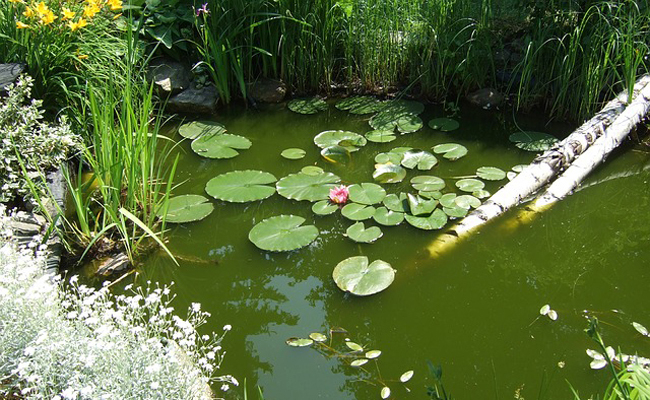 Créer Et Installer Un Bassin Ou Une Mare Au Jardin concernant Une Gazelle Dans Un Jardin
