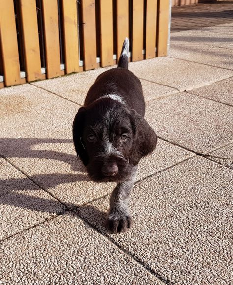 Drathaar dedans Toilettage Caniche Soi Meme Avec Clipper Video Drathaar dedans Toilettage Caniche Soi Meme Avec Clipper Video