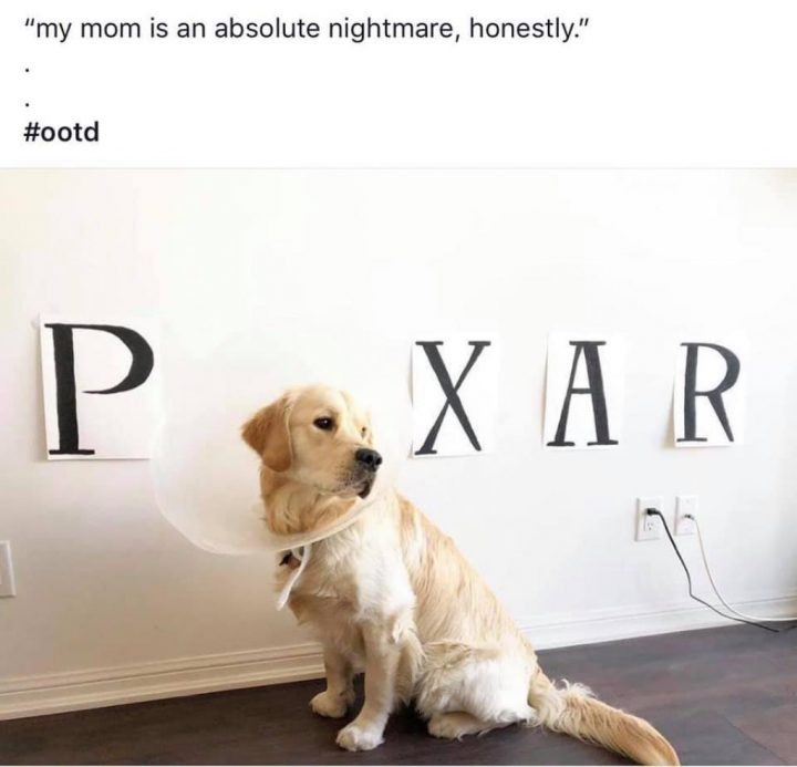 Elle Transforme Le "Cône De La Honte" De Son Chien De avec Toilettage Caniche Soi Meme Avec Clipper Video Elle Transforme Le "Cône De La Honte" De Son Chien De avec Toilettage Caniche Soi Meme Avec Clipper Video