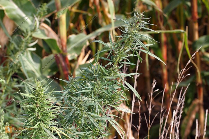 hanf im glück online shop