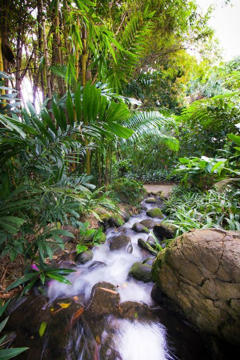 Jardin Botanique- Botanic Garden-Guadeloupe | Guadeloupe tout Horaires Jardin Botanique Tropical Lisbonne Tourisme
