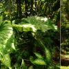 La Guadeloupe En Famille : Le Jardin Botanique De Deshaies concernant Horaires Jardin Botanique Tropical Lisbonne Tourisme