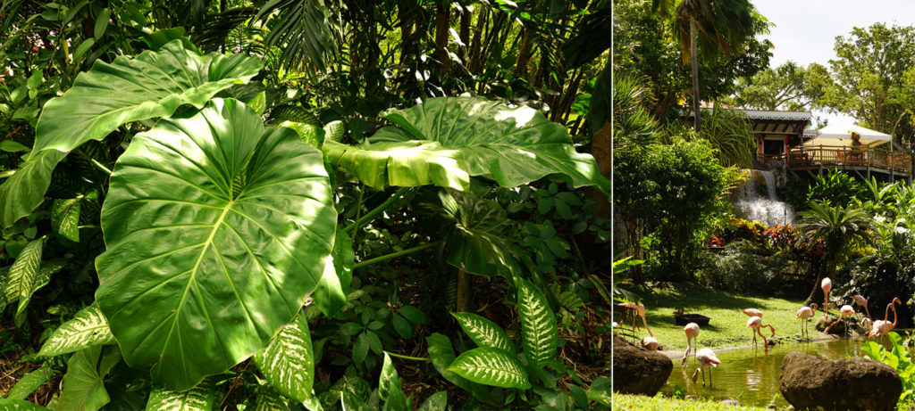 La Guadeloupe En Famille : Le Jardin Botanique De Deshaies concernant Horaires Jardin Botanique Tropical Lisbonne Tourisme