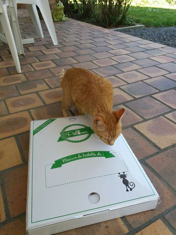 La Maison De Toilette Pour Chat Jetable Petsec De Me-You pour Toilette Tres Taryre