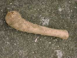 meerrettich ist auch kein instrument meerrettich ist auch kein instrument