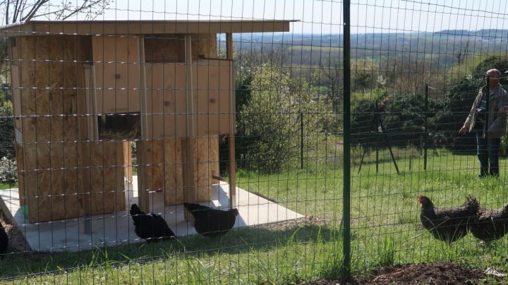 Poulailler Jardinerie – Chicken Coops serapportantà Jardinerie Tarnaise Catalogue Online Poulailler Jardinerie – Chicken Coops serapportantà Jardinerie Tarnaise Catalogue Online