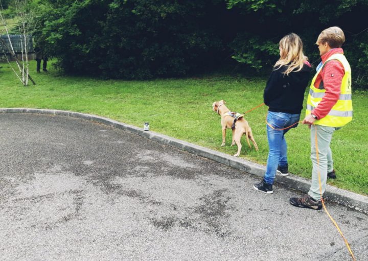 Stage « Flair Plaisir », Mantrailing Avec Mon Chien dedans Flair Plaisir 71 Stage « Flair Plaisir », Mantrailing Avec Mon Chien dedans Flair Plaisir 71