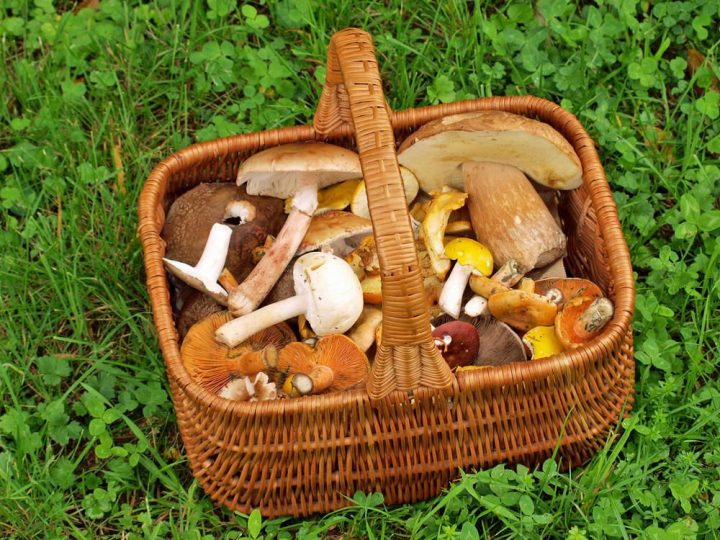 pilze einkochen im backofen