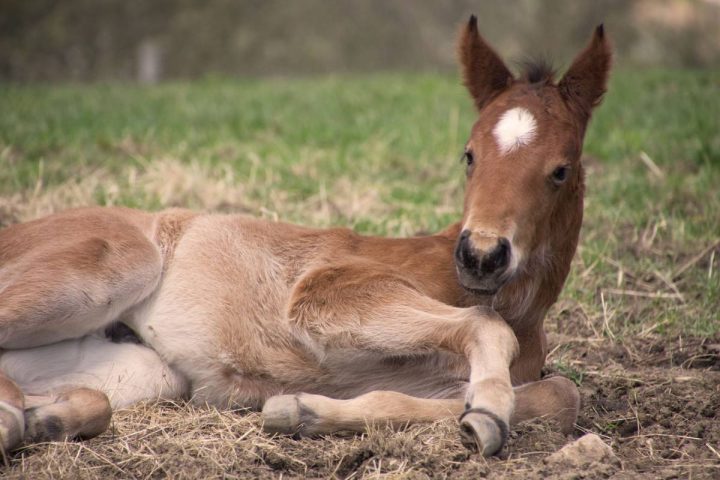 wie lange sind schafe trächtig wie lange sind schafe trächtig